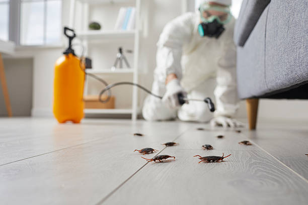 Post-Treatment Bed Bug Interceptor Monitoring in Pine Castle